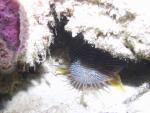 24JUL082 Splendid Toadfish