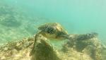 Snorkeling at Tunnels