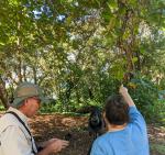 Scarlet macaw hunting