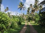 Note the broken treetops from hurricane Maria