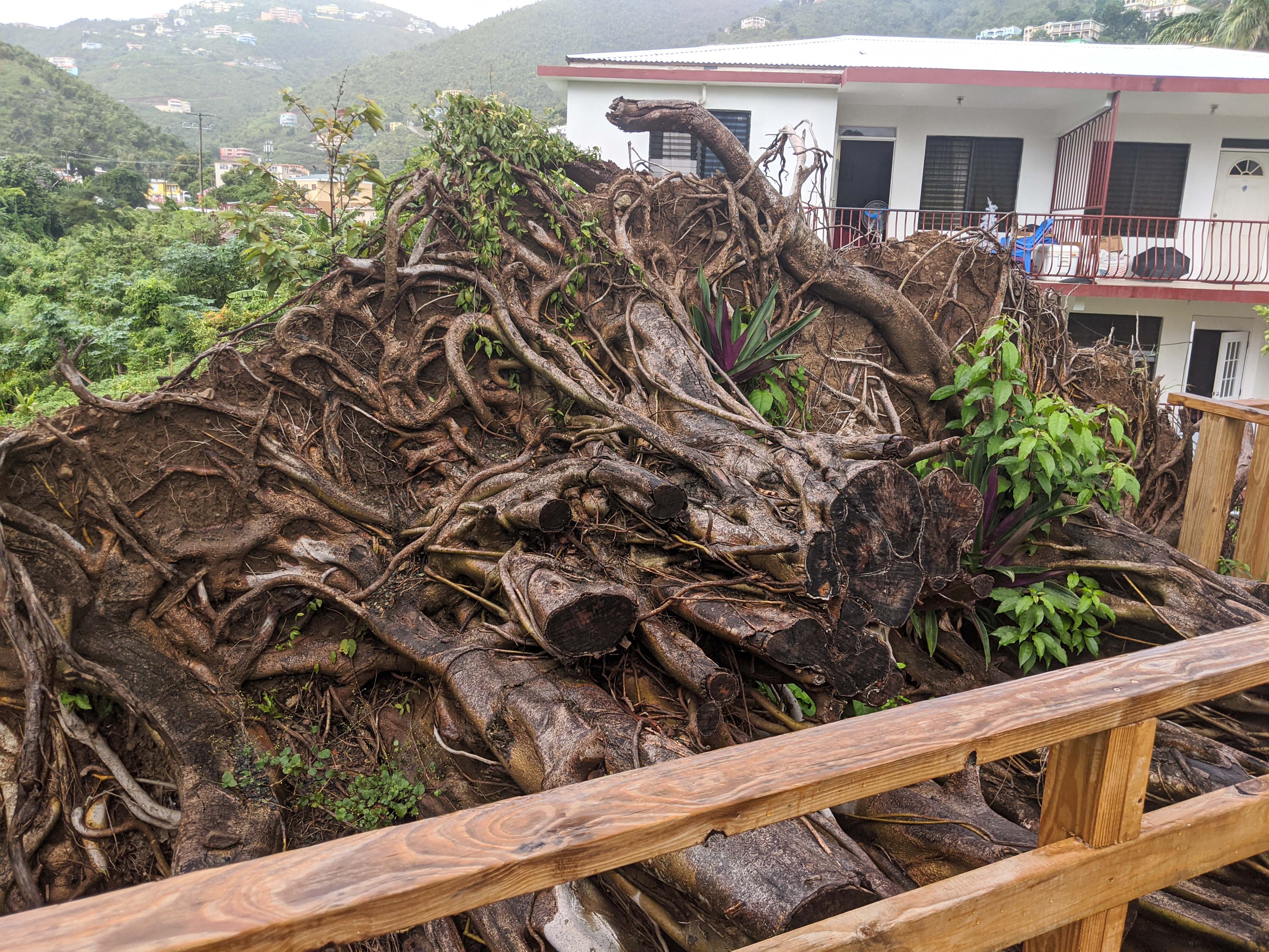 Huge casualty of Hurricane Maria