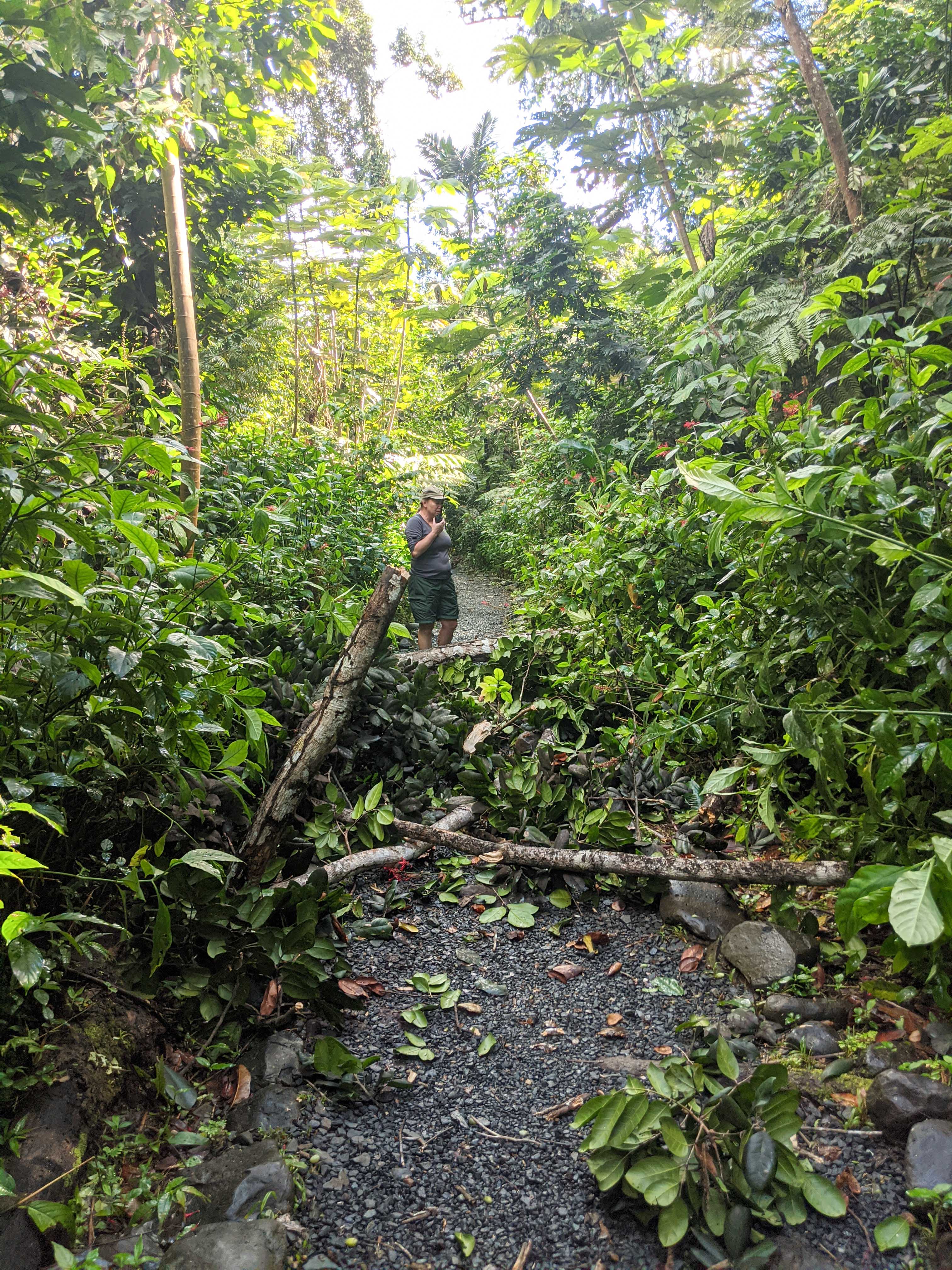 Fallen tree from the morning's 6.4 earthquake