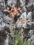 Dudleya