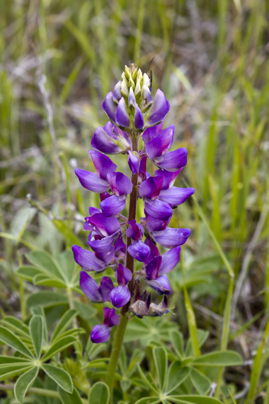 Lupin