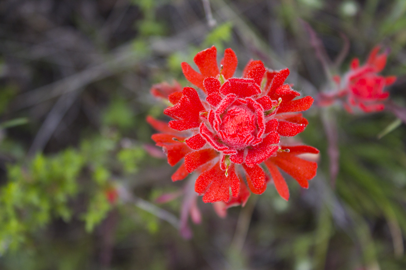 Indian Paintbrush