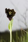 Last of the chocolate lilies