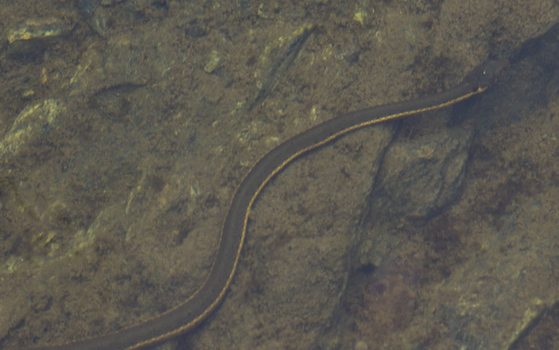 Aquatic Garter Snake