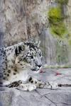 Snow Leopard