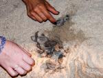 Sea turtles hatching before our eyes!