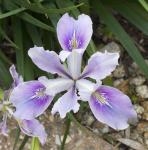 Orchid Resprite Iris