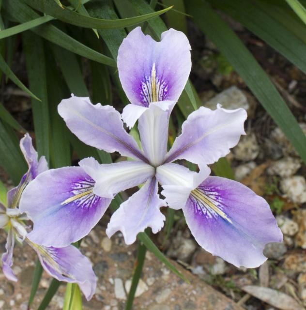 Orchid Resprite Iris