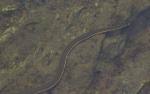 Aquatic Garter Snake